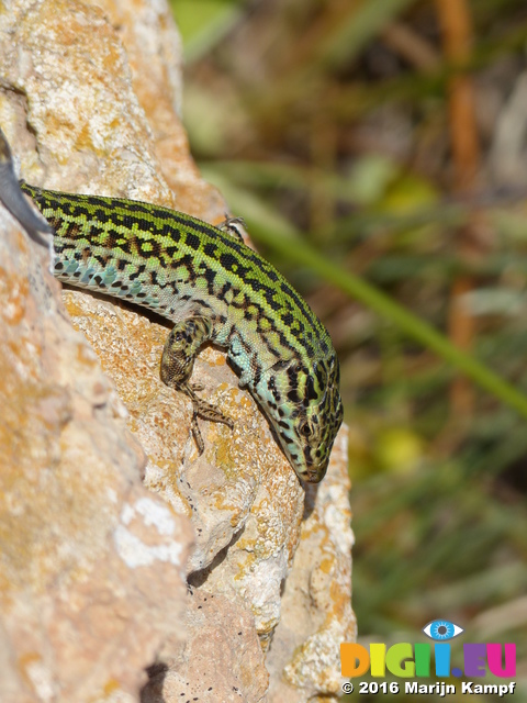 FZ027035 Colourful lizard on rocks